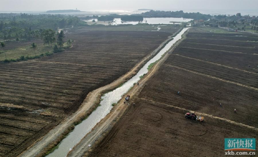 乐鱼app：“啃硬骨头”攻合盐碱地 湛江走超群赢新道(图2)